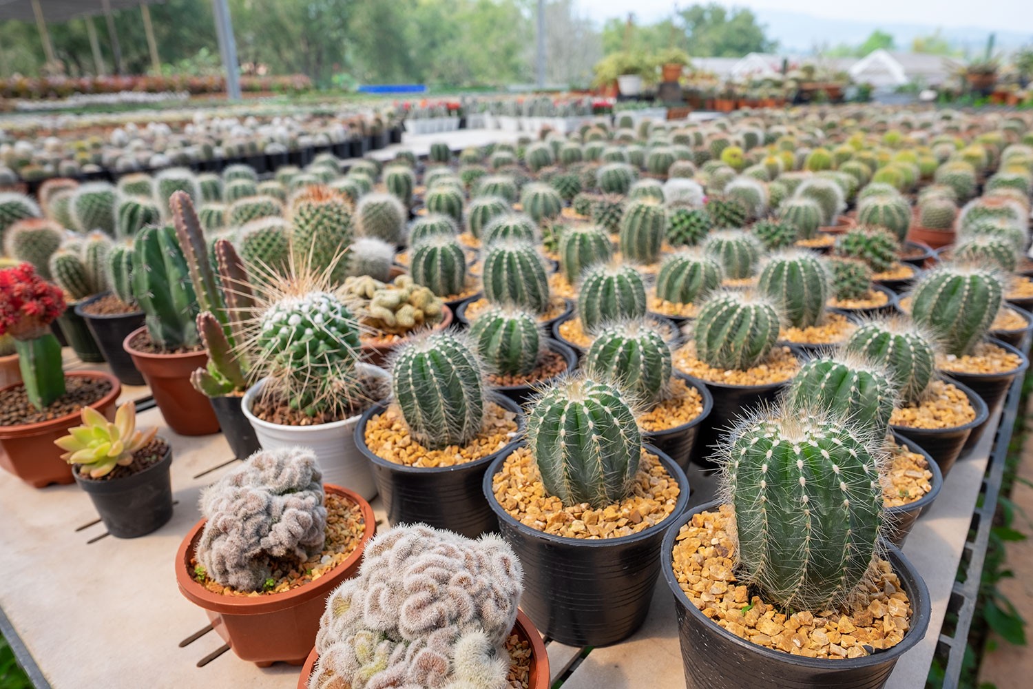 สวนลุงวุฒิ ฟาร์มกล้วยไม้