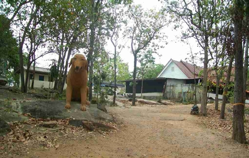 พุทธสถานภูสิงห์
