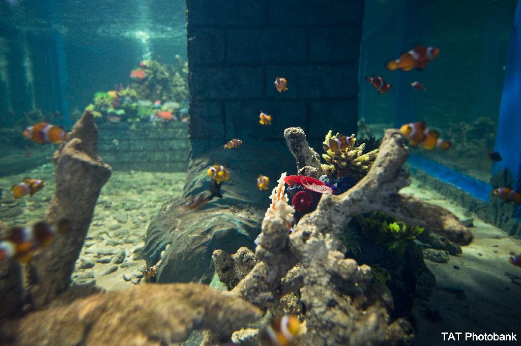 พิพิธภัณฑ์สัตว์น้ำจังหวัดหนองคาย