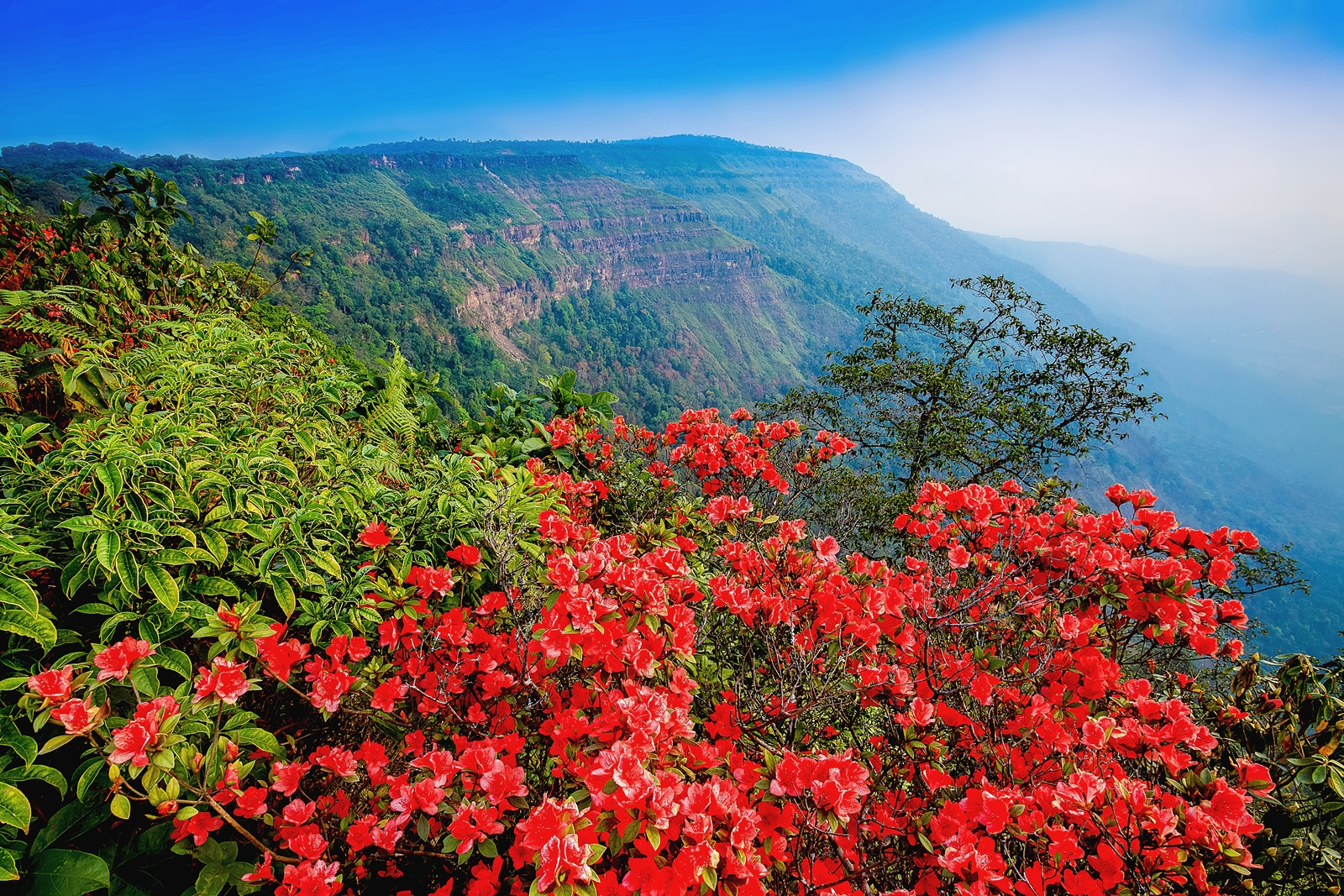 เขตรักษาพันธุ์สัตว์ป่าภูหลวง