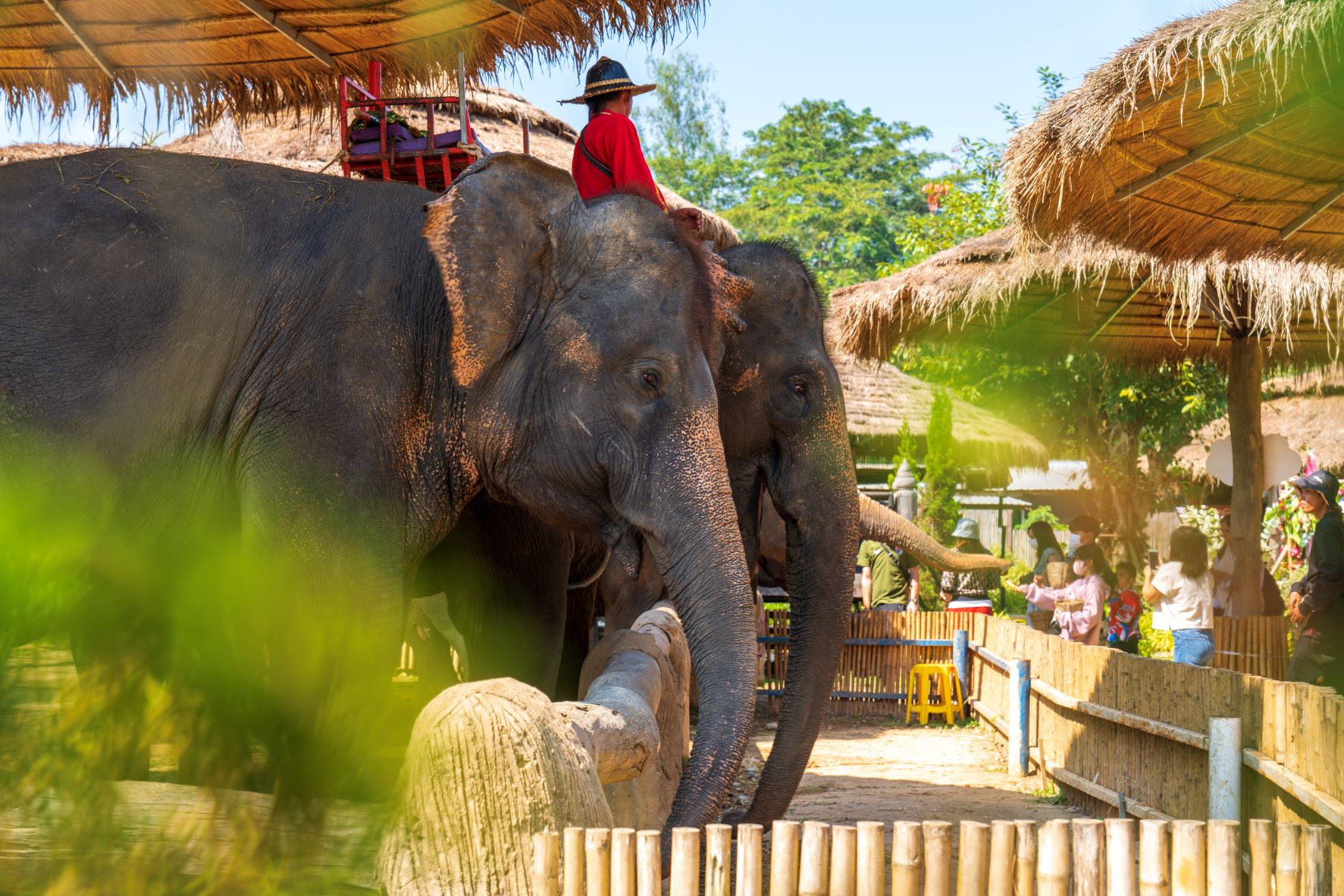 ปางช้างเผือกเชียงคาน