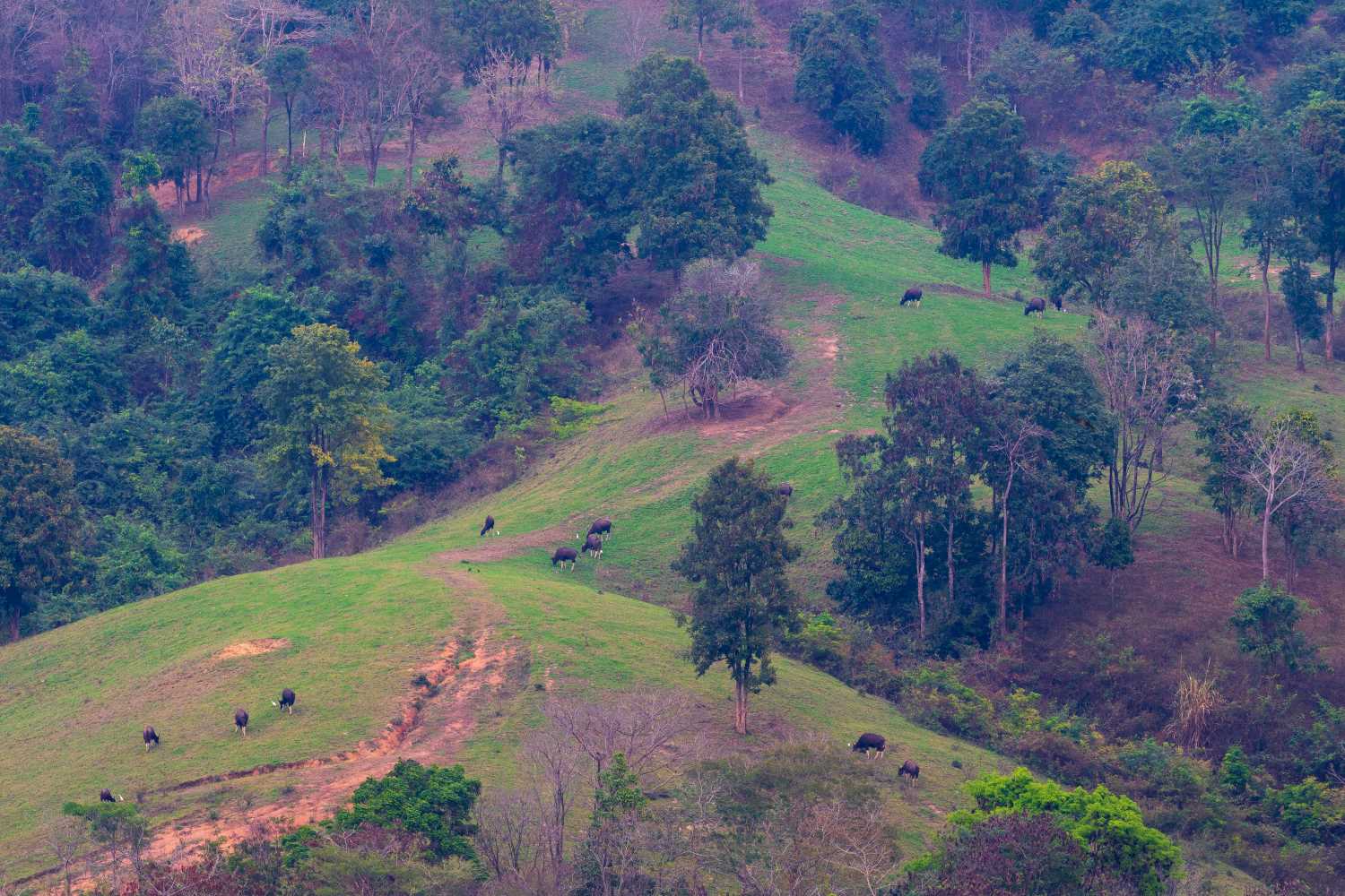 เขตห้ามล่าสัตว์ป่าเขาแผงม้า