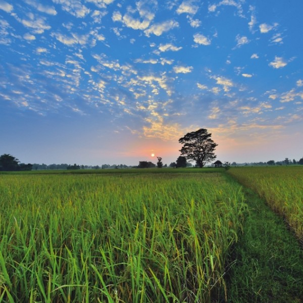 ทุ่งกุลาร้องไห้