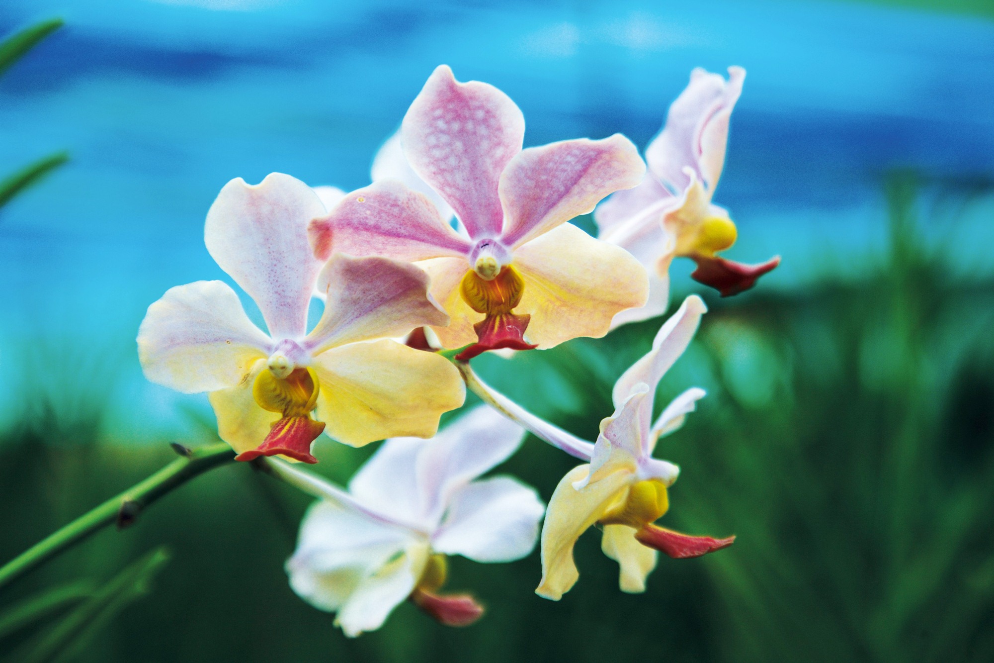 สวนกล้วยไม้หอมอุดรซันไฌน์