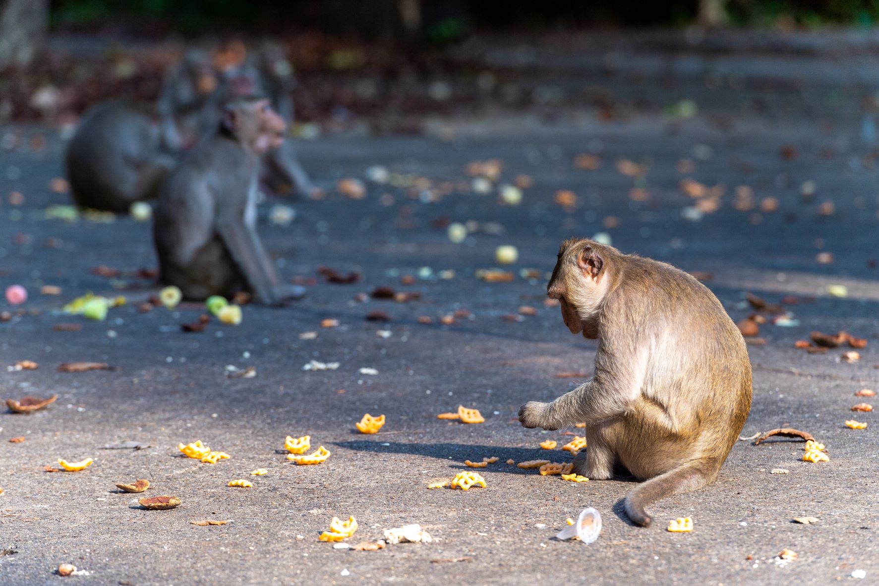อุทยานดงลิงดอนเจ้าปู่