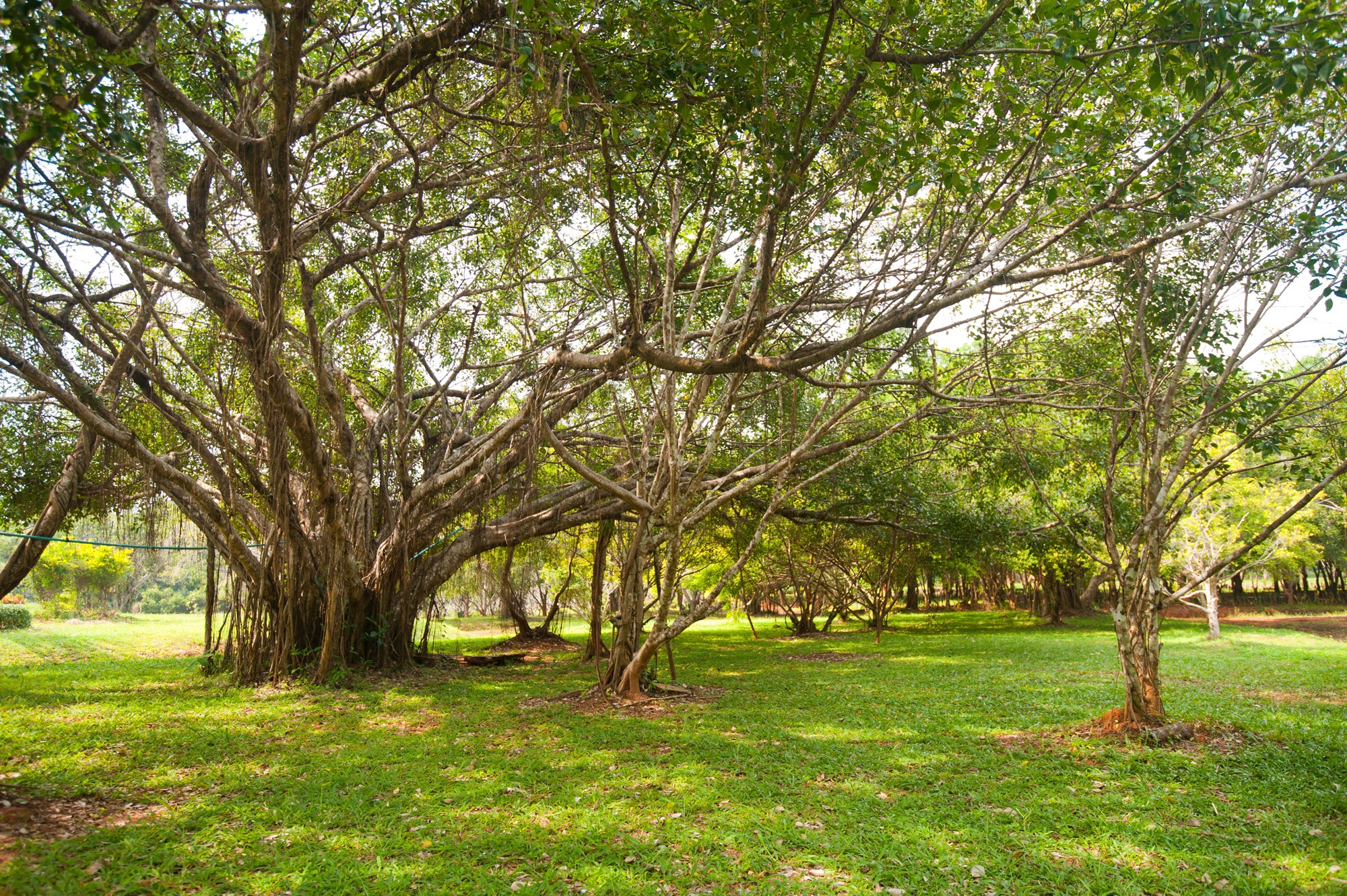 สวนพฤกษศาสตร์วรรณคดีภาคตะวันออกเฉียงเหนือ