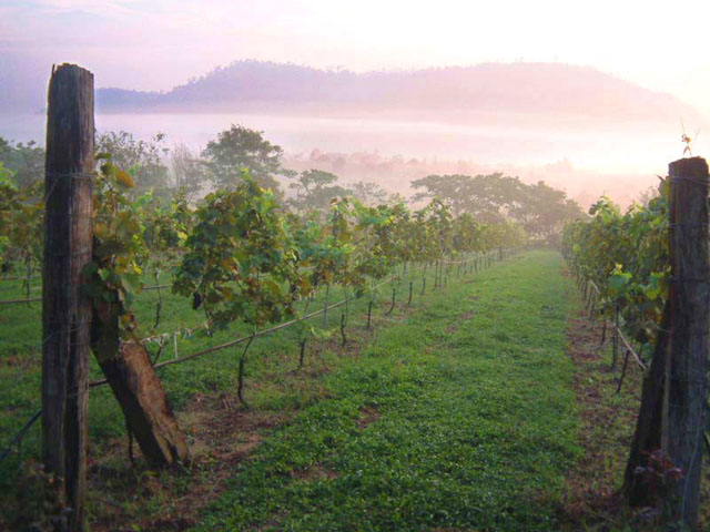 วิลเลจฟาร์ม แอนด์ ไวน์เนอรี่