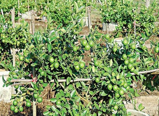 สวนมะนาวด่านเกวียน