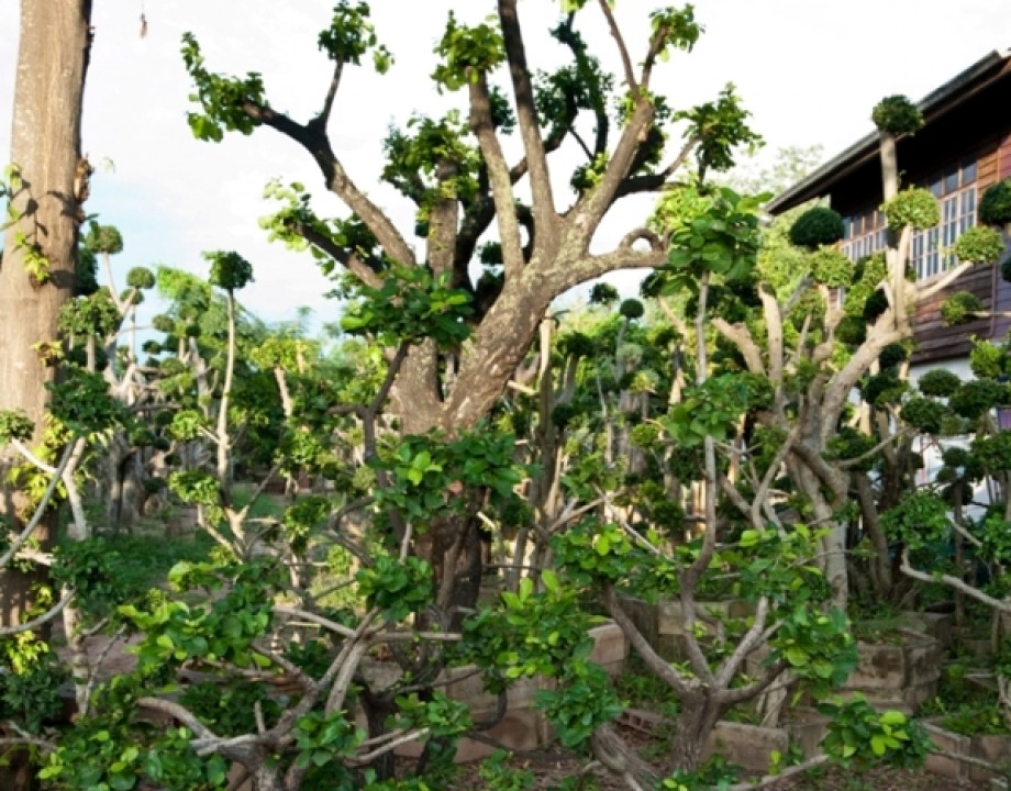 ศูนย์รวมไม้ดัดบ้านแข้