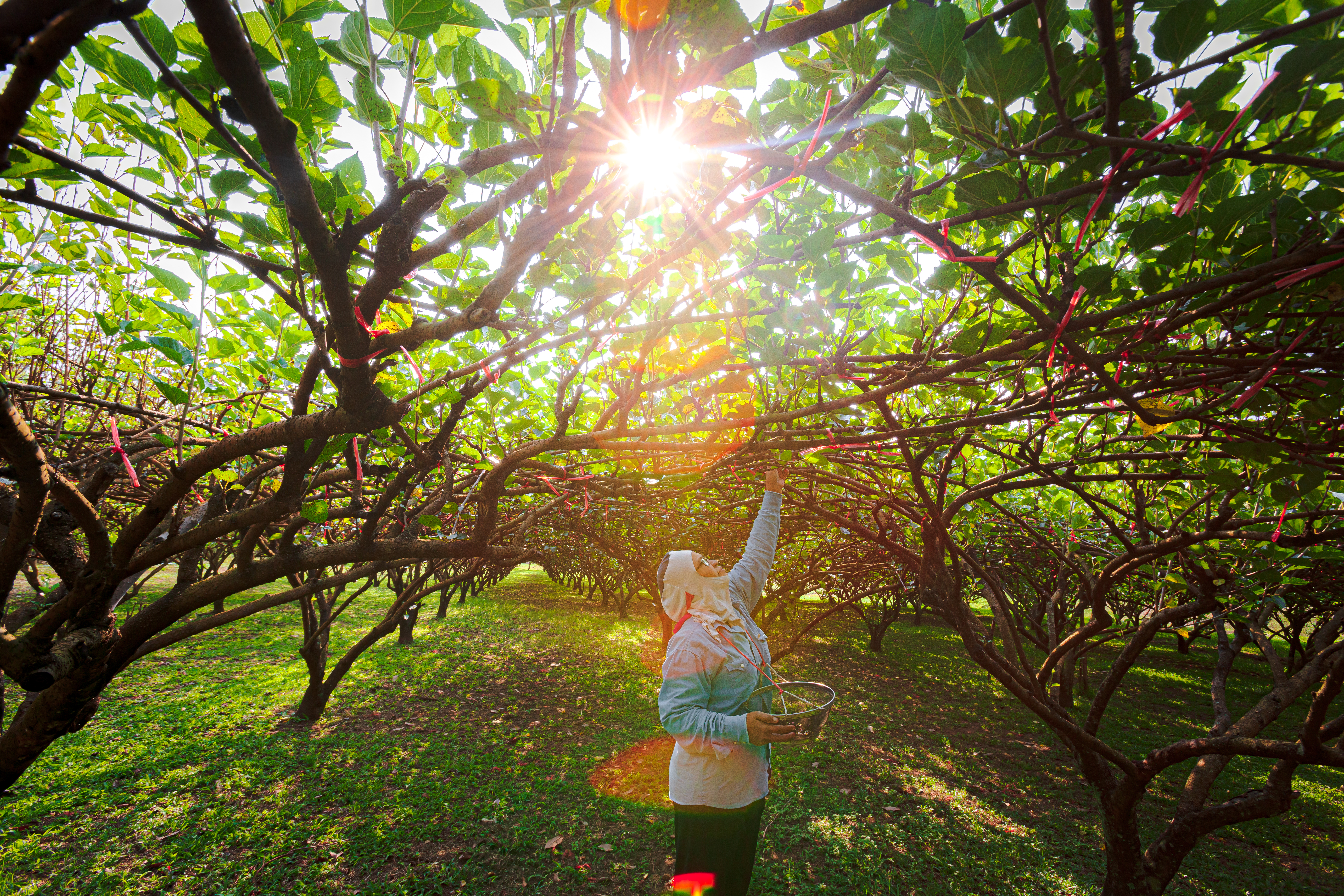 สวนแม่หม่อน ฟาร์ม แอนด์ คาเฟ่