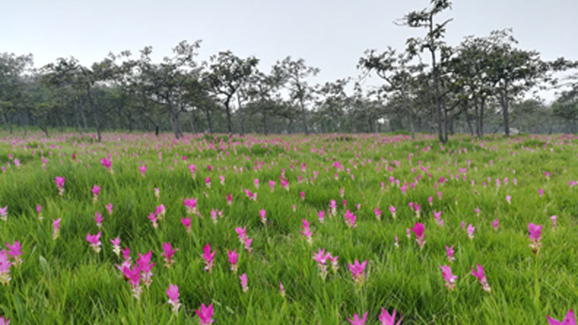 อุทยานแห่งชาติไทรทอง