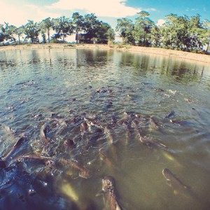 อุทยานมัจฉาโขงกุดหวาย