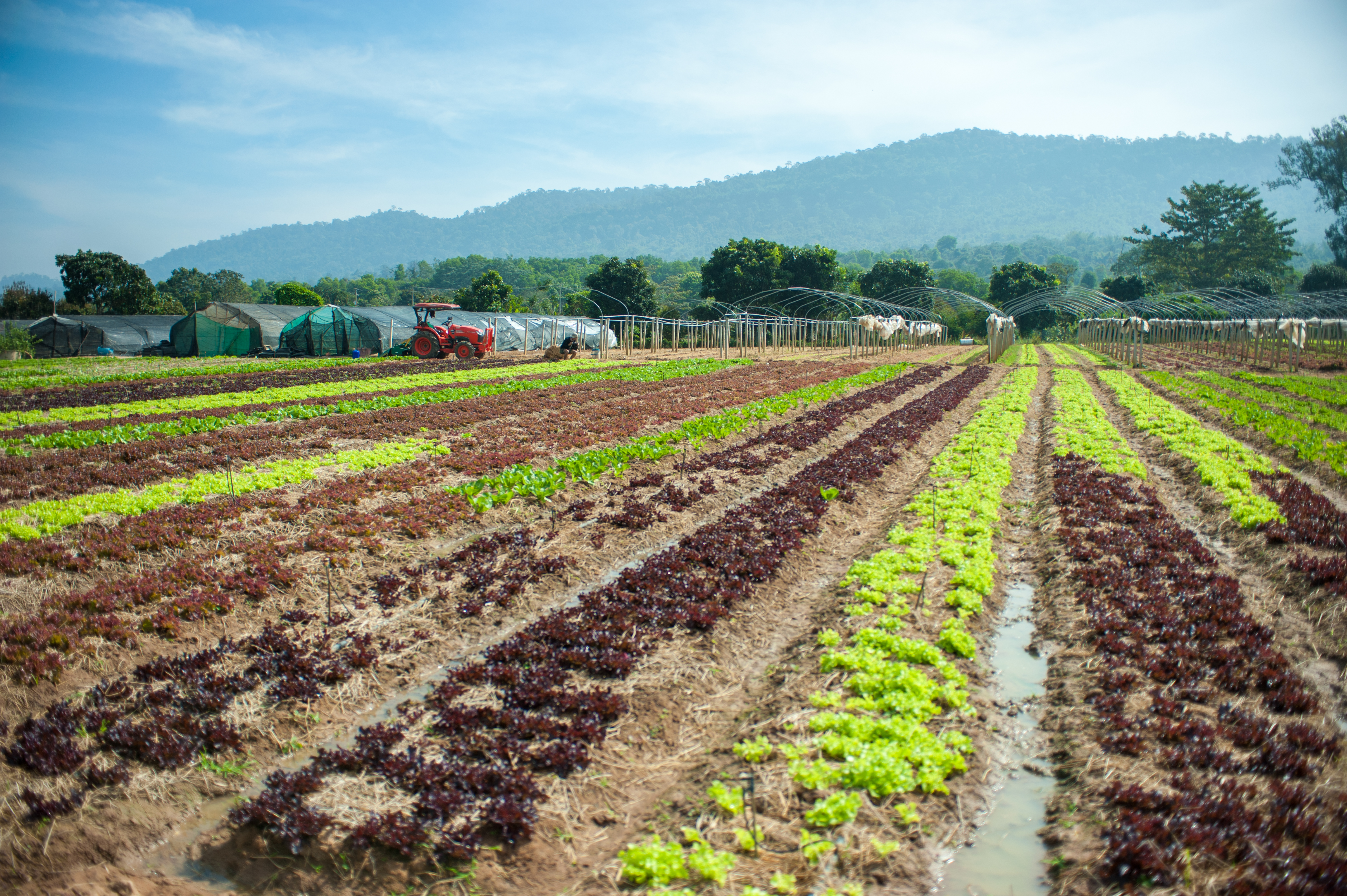 วังน้ำเขียวฟาร์ม