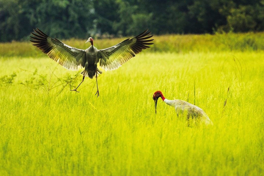 เขตห้ามล่าสัตว์ป่าอ่างเก็บน้ำสนามบิน