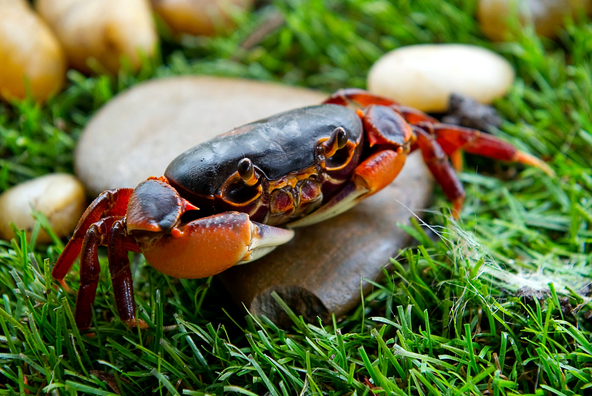 สวนป่าจุฬาภรณ์ หรือเขตห้ามล่าสัตว์ป่าดูนลำพัน