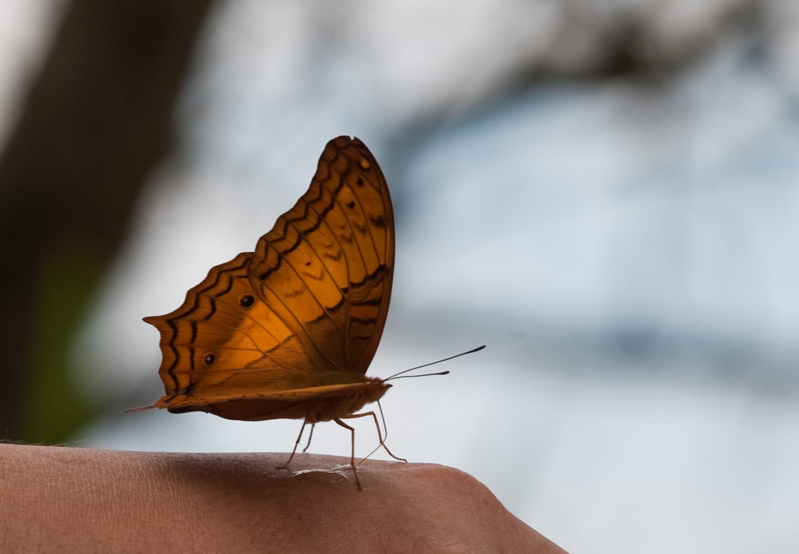 สถานีวิจัยเพาะเลี้ยงสัตว์ป่าภูเขียว