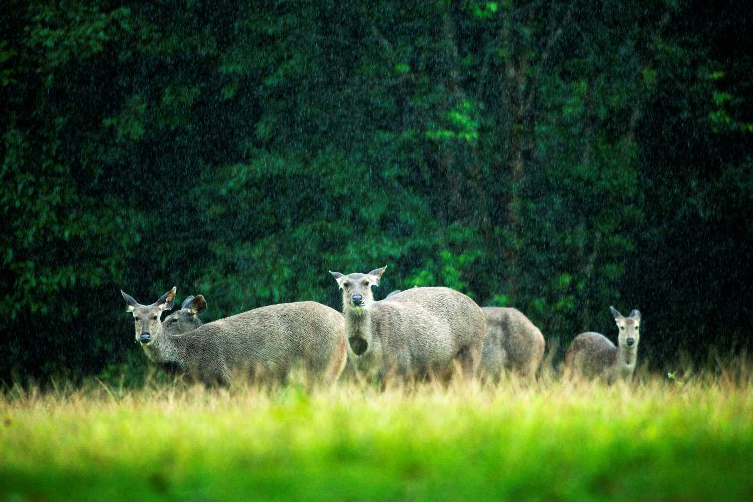 อุทยานแห่งชาติเขาใหญ่