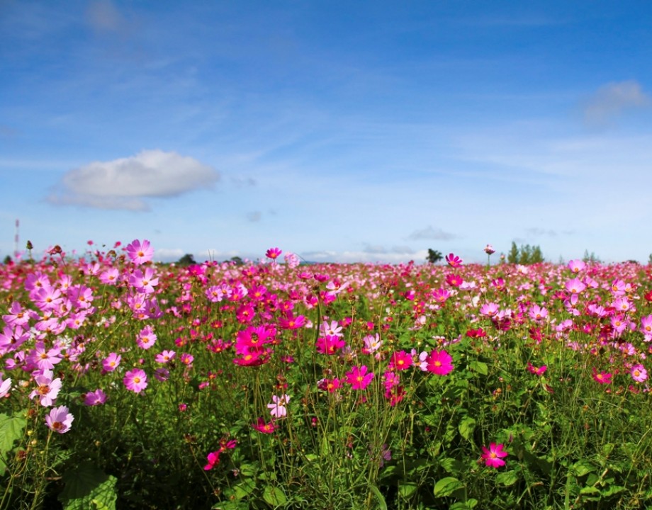 บ้านนายางกลัก